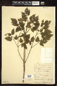 Actaea rubra image