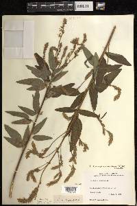 Desmodium canadense image