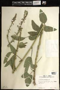 Desmodium illinoense image