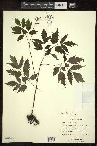 Actaea pachypoda image