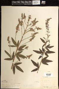 Desmodium canadense image