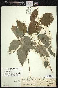 Desmodium cuspidatum image