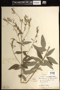 Desmodium canadense image