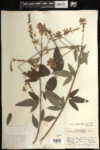 Desmodium canadense image