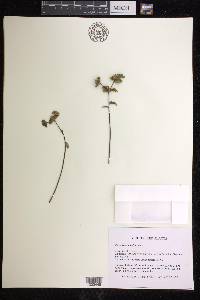 Euphorbia bubalina image