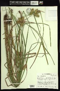 Carex retrorsa image