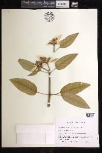 Euphorbia cornastra image