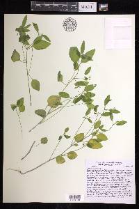 Euphorbia graminea image