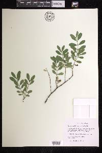 Euphorbia multiformis image