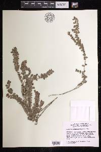 Euphorbia umbellulata image
