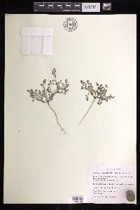 Euphorbia simulans image