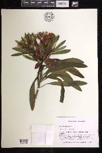 Euphorbia punicea image