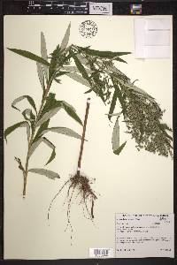 Artemisia serrata image