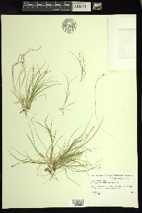 Carex disperma image