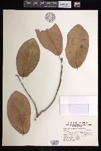 Euphorbia calcarata image