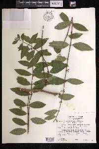 Euphorbia multiformis image