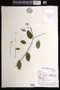 Euphorbia cymosa image