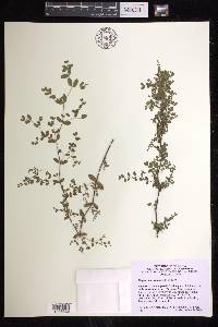 Euphorbia perlignea image