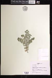Euphorbia degeneri image