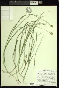 Carex bebbii image