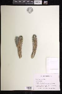 Euphorbia resinifera image