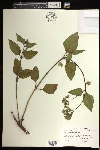 Mirabilis nyctaginea image