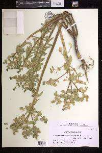 Euphorbia lagascae image