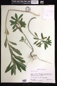 Euphorbia characias image