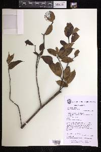 Euphorbia adenopoda image