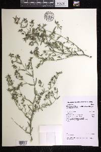 Euphorbia coghlanii image