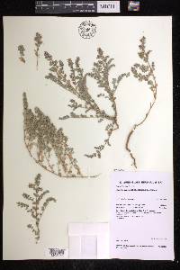 Euphorbia australis image