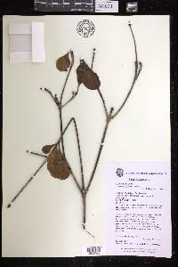 Euphorbia commersonii image