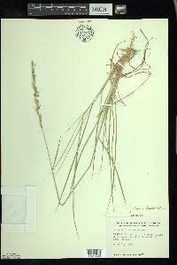 Elymus lanceolatus image