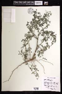 Chamaesyce hyssopifolia image