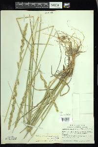 Elymus lanceolatus image