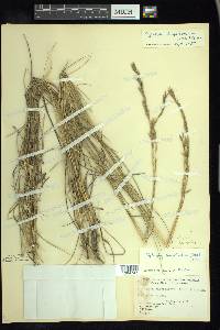 Elymus lanceolatus image