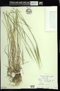 Aegilops cylindrica image