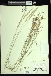 Elymus lanceolatus image