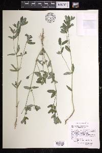 Euphorbia trachysperma image