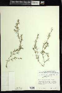 Najas guadalupensis var. olivacea image