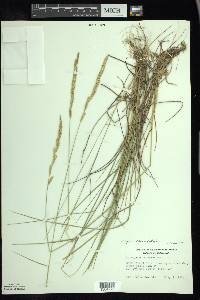 Elymus lanceolatus image