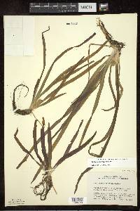 Vallisneria americana image