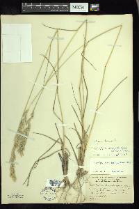 Elymus lanceolatus image