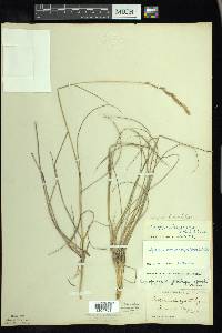 Elymus lanceolatus image