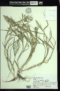 Eragrostis minor image