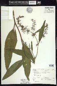 Rumex verticillatus image