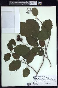 Alnus glutinosa image