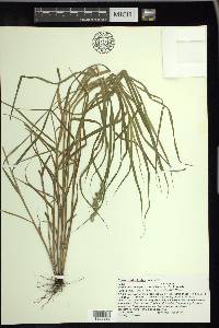 Carex tribuloides var. sangamonensis image