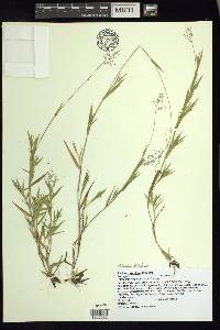 Panicum spretum image