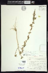 Chenopodium foggii image